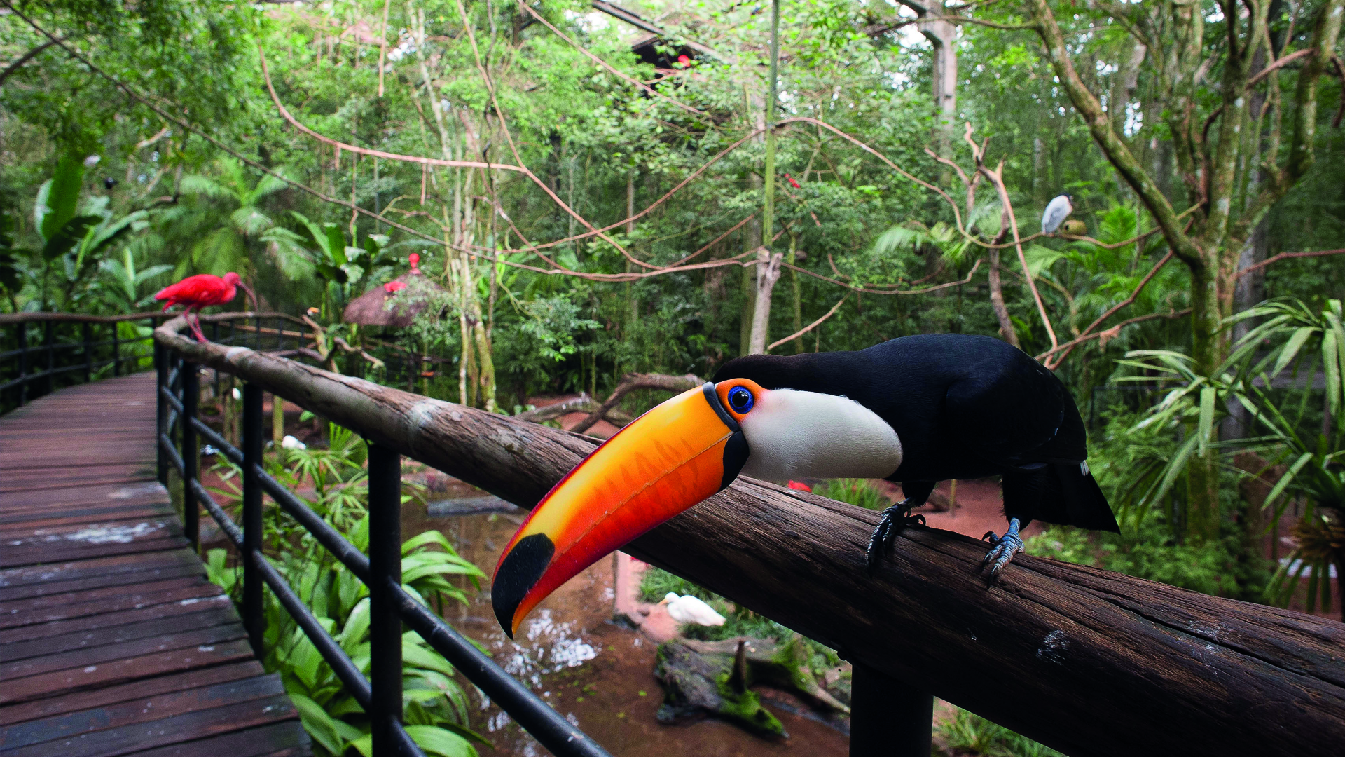 Parque das Aves